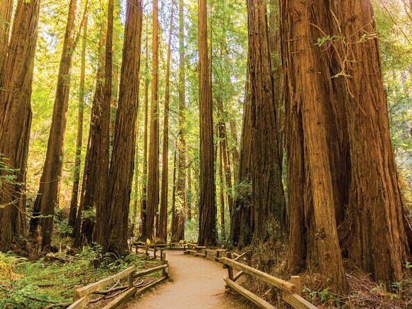 Muir Woods & Sausalito Tour - The Sum Up