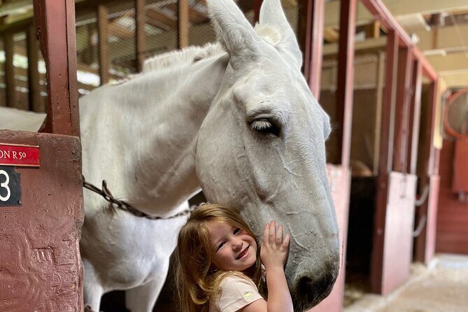 Mules in New Orleans Barn Tour - Key Points