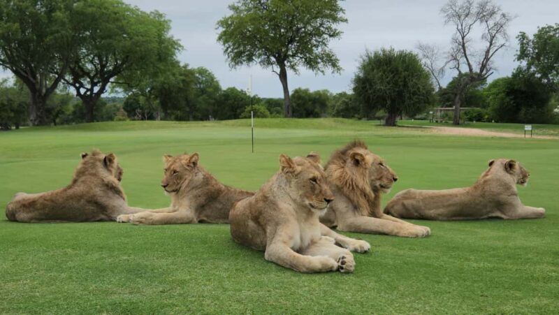 Multi-day Golf & Kruger Park Safari Tour from Johannesburg - An Authentic Blend of Safari and Sport