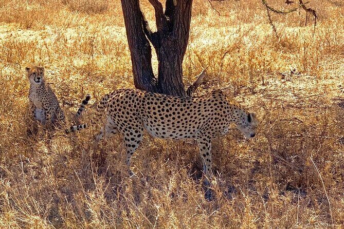 Multi-Day Tanzania Odssey Safari from Arusha - A Deep Dive into the Experience