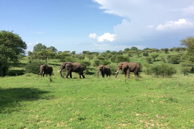 Multi-Day Tanzania Odssey Safari from Arusha - FAQ