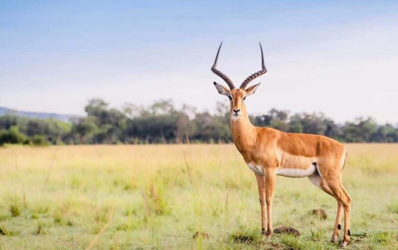 **"Multi-Days Camping Safari Adventure: Tanzania & Kenya"** - Key Points