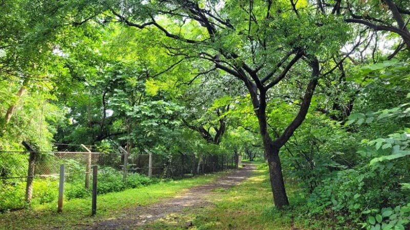 Mumbai: Maharashtra Nature Park Guided Nature Trail - Introducing the Maharashtra Nature Park Guided Trail
