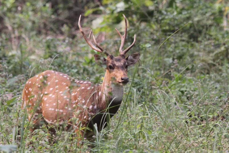 Mumbai to Jim Corbett: 2-Day Safari Adventure via Delhi - The Practicalities and Experience