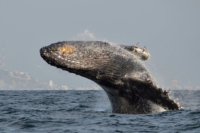 Munba Ballena Tour by Power Boat - What’s Included and What You Might Consider