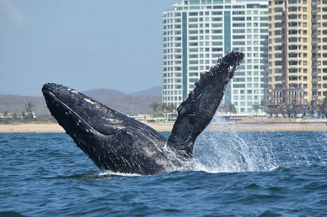 Munba Ballena Tour by Power Boat - Practical Tips for Travelers