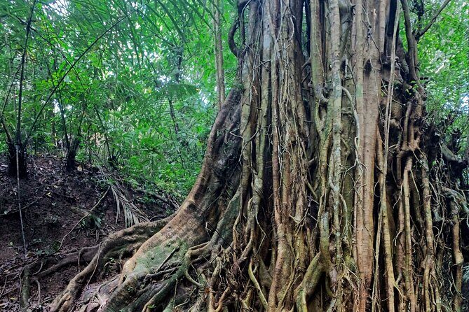 Munduk: Tamblingan jungle trek, waterfall, Ulun Danu temple - Final Thoughts
