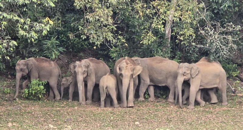 Munnar: Anakulam Jeep Safari to Explore Wild Elephants - The Sum Up