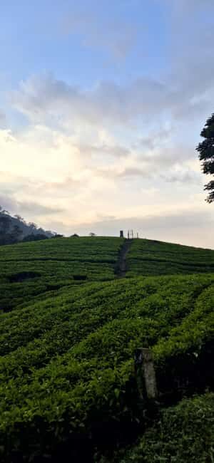 Munnar: Anakulam Jeep Safari with Waterfall and Elephant - An In-Depth Look at the Experience