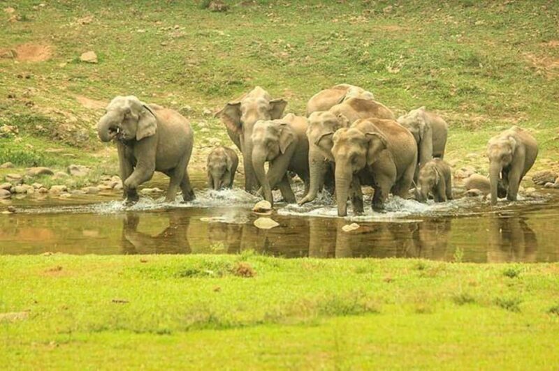 Munnar: Anakulam Jeep Safari with Waterfall and Elephant - Who Will Love This Tour?