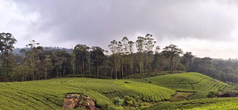 Munnar: Anakulam Jeep Safari with Waterfall and Elephant - FAQ