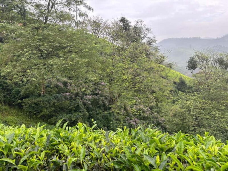 Munnar: Chokramudi Peak Full-Day Trekking Tour - The Experience Itself: What You Can Expect