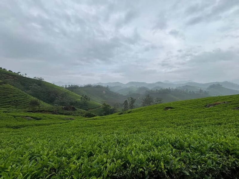 Munnar: Chokramudi Peak Full-Day Trekking Tour - Final Thoughts: Who Will Love This Tour?
