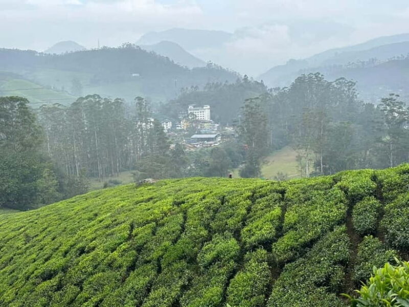 Munnar: Chokramudi Peak Full-Day Trekking Tour - FAQ