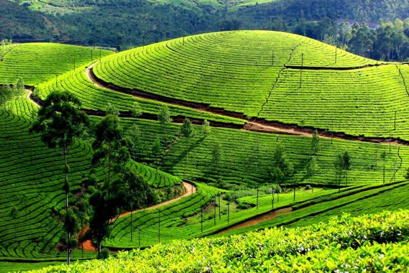 Munnar Private Day Trip - Key Points