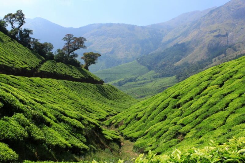 Munnar Private Day Trip - How the Tour Works: From Kochi to Munnar
