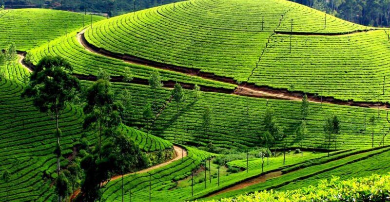 Munnar Private Day Trip - Value and Practicalities