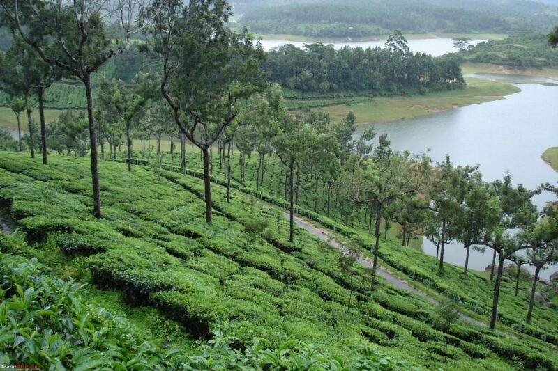 Munnar Private Day Trip - Authentic Experiences and Feedback from Travelers