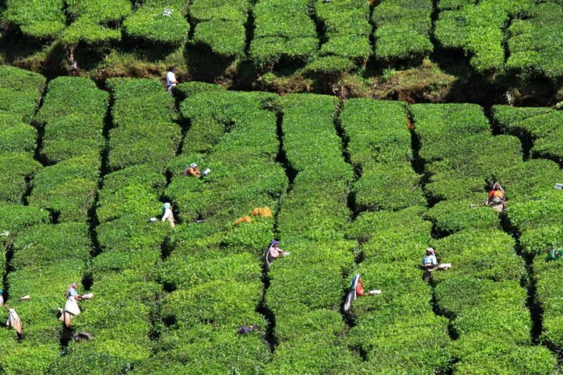 Munnar Private Day Trip - Who Should Consider This Tour?