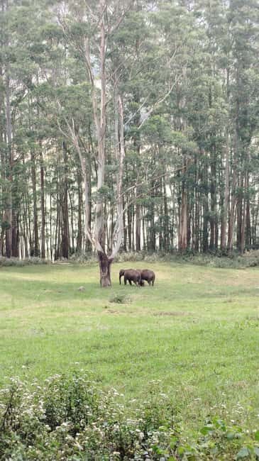 Munnar : Private One Day Tour from Kochi. Free Pickup-Drop - Key Points
