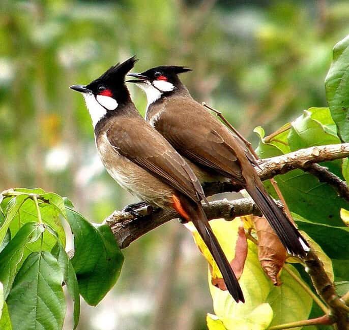 Munnar : Private One Day Tour from Kochi. Free Pickup-Drop - FAQ