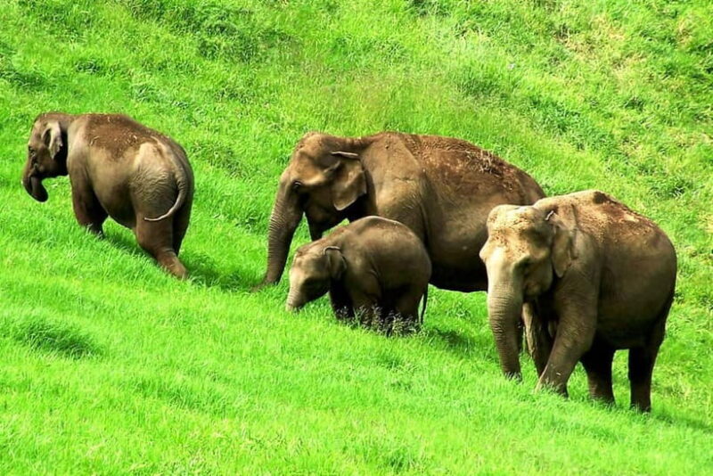 Munnar site-seeing Tour - Introduction