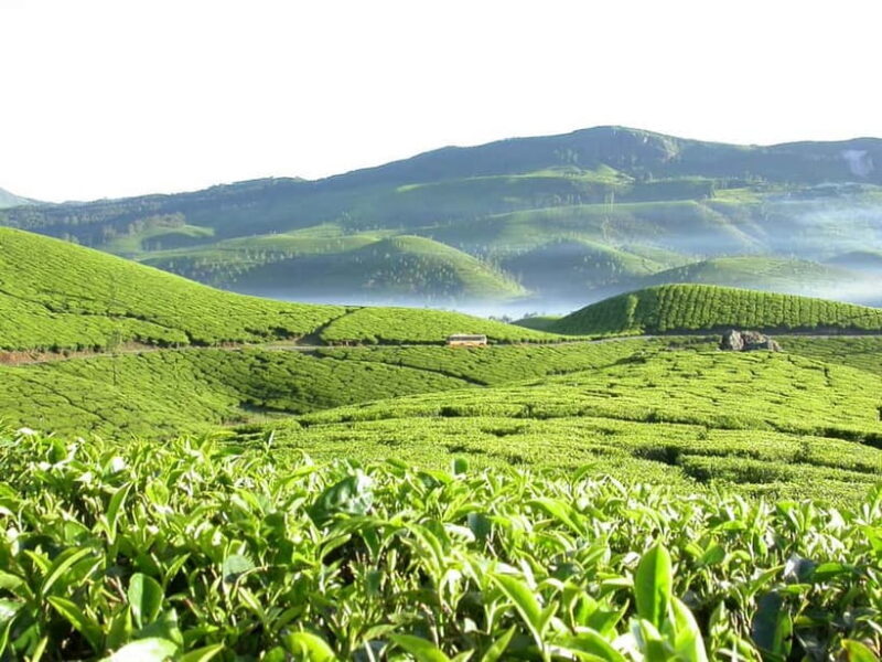 Munnar site-seeing Tour - Why It Works Well