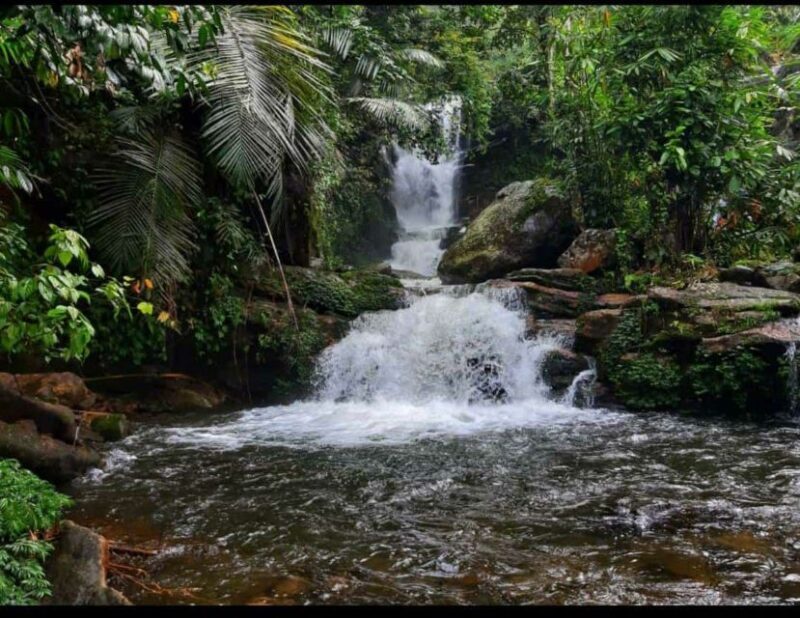 Munnar: Tea Garden and Elephant Safari Trip by 4x4 - The Sum Up