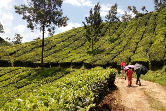 Munnar Tea Plantation Evening walking with Sunset View - An Overview of the Experience