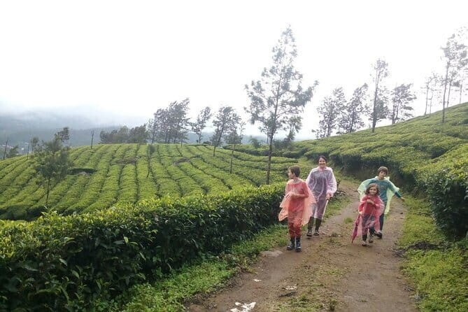 Munnar Tea Plantation Evening walking with Sunset View - The Plus Points