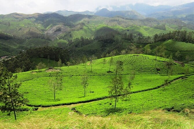 Munnar Tea Plantation Evening walking with Sunset View - Possible Drawbacks or Considerations