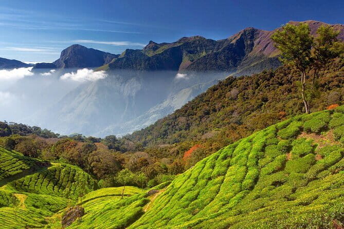 Munnar Tea Trail Tour , Tea factory visit & Tea Tasting - Final Thoughts