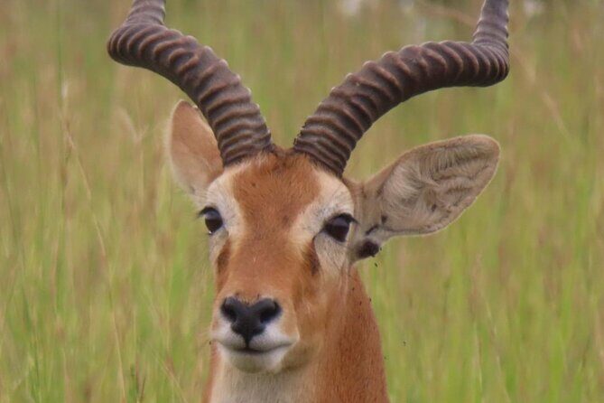Murchison Falls 2 Days Game Safari (4 people Minimum required) - What’s Included & What’s Not