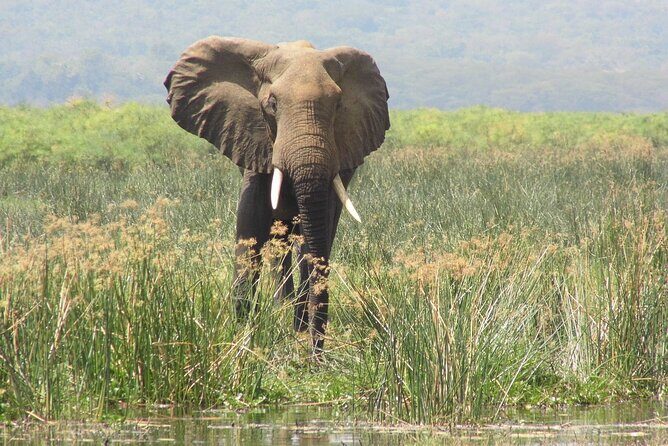 Murchison Falls 2 Days Game Safari (4 people Minimum required) - FAQs