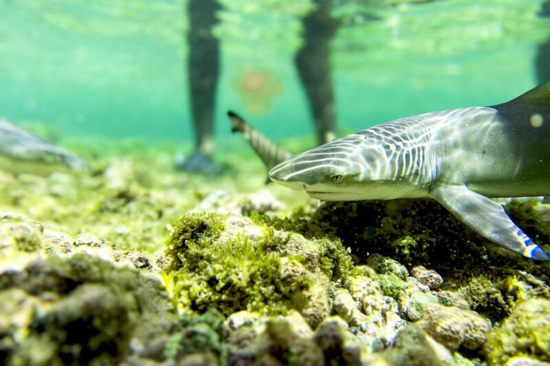 Murdeira: Sal Island Nature Reserve and Fishing Village Tour - An In-Depth Look at What You Can Expect