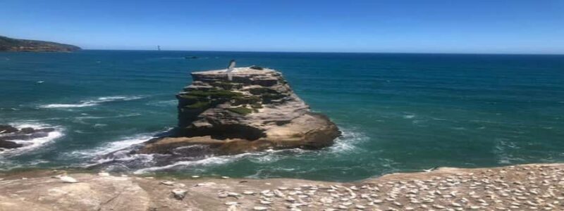 Muriwai Beach & Gannet Colony Private Tour - Introduction: An Authentic Slice of New Zealand’s West Coast