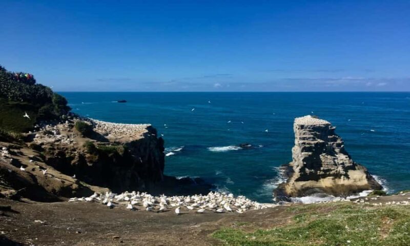 Muriwai Beach & Gannet Colony Private Tour - The Sum Up