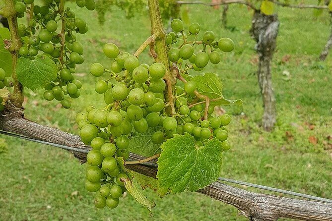 Muriwai Scenic Wine Tour from Auckland - The Sum Up: Who Should Consider This Tour?