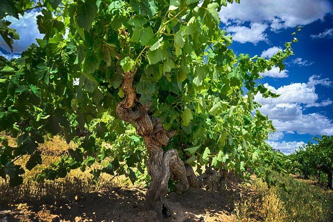 Murray River Day Trip from Adelaide Including Lunch Cruise aboard the Proud Mary - FAQ