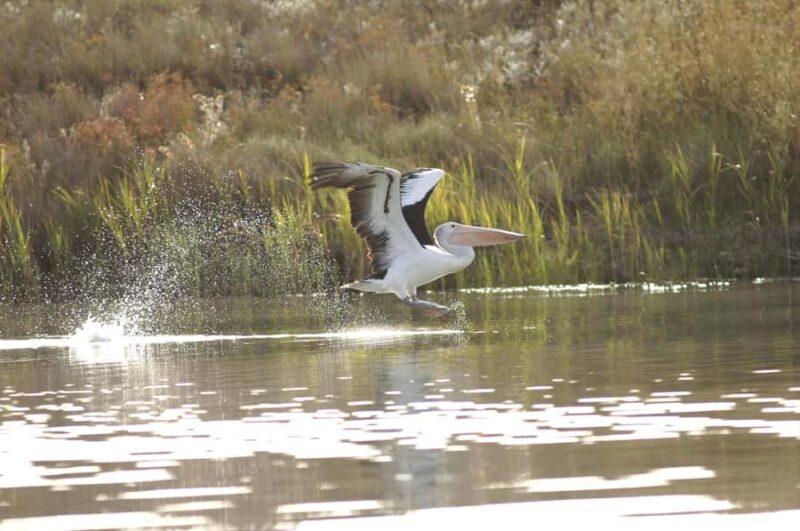 Murray River Highlights and Luncheon Cruise - Key Points