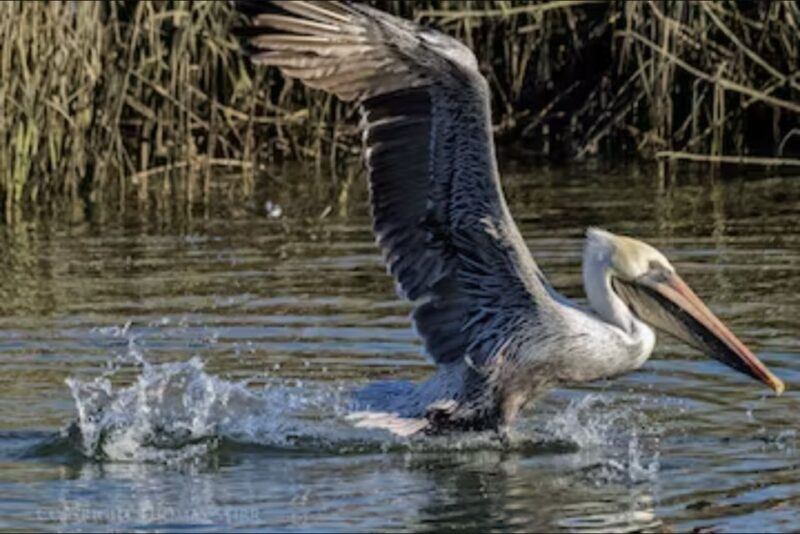 Murrells Inlet: Saltwater Marsh Eco Tour w/ Marine Biologist - The Value and Overall Experience