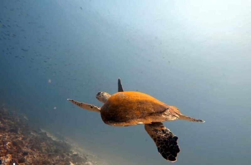 Muscat: Daymaniat Islands Boat Trip with Snorkelling - Practical Tips for Your Trip