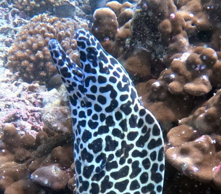 Muscat: Daymaniat Islands Try Scuba Diving - What to Expect on Your Day at the Daymaniyat Islands