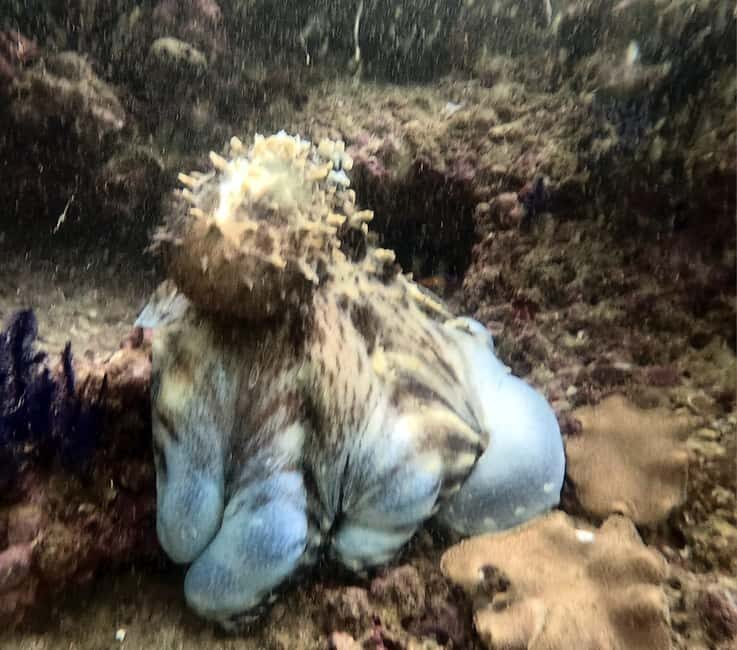 Muscat: Daymaniat Islands Try Scuba Diving - The Experience from a Guest Perspective