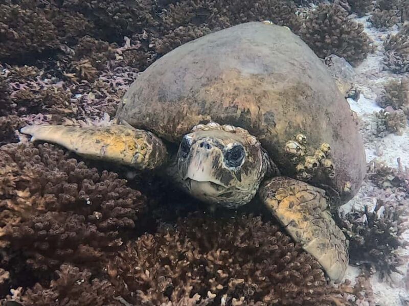 Muscat: Daymaniat Islands Try Scuba Diving - Why This Tour Represents Good Value