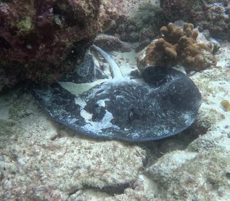 Muscat: Daymaniat Islands Try Scuba Diving - Who Should Consider This Tour?