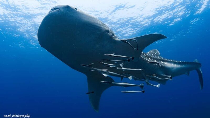 Muscat: Daymaniyat Island Scuba Dive 2 locations + BBQ Lunch - What Sets This Tour Apart?