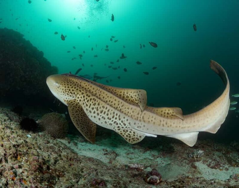 Muscat: Daymaniyat Island Scuba Dive 2 locations + BBQ Lunch - The Sum Up