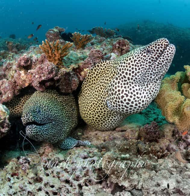 Muscat: Daymaniyat Island Scuba Dive 2 locations + BBQ Lunch - FAQ