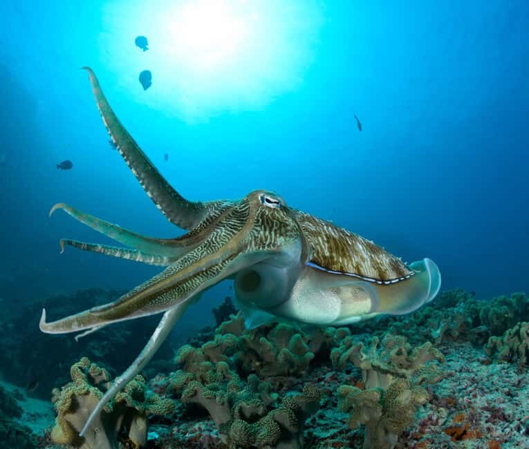 MUSCAT: Daymaniyat Island Snorkeling & Try-Dive + BBQ Lunch - Key Points